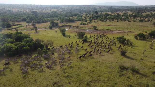 Aerial drone view of large herd of wildebeest and zebras running across savanna plains during Great Migration in Maasai Mara National Reserve Kenya.