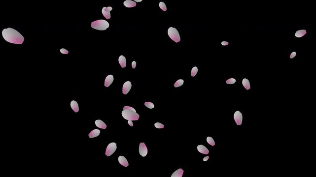 Falling Cheery Blossom Petals on transparent background, alpha channel 