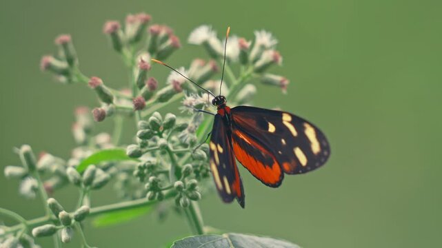 Stunning macro close-up of Tiger Longwing butterfly (Heliconius hecale) feeding on tropical flower, wings opening to reveal vibrant colors and patterns