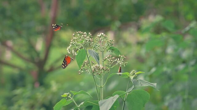Orange Tiger Longwing butterfly hovering and flying in front of wildflowers with other pair of Tiger Longwing butterflies sitting on flowers