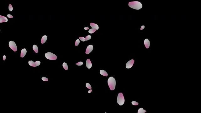 Falling Cheery Blossom Petals on transparent background, alpha channel 