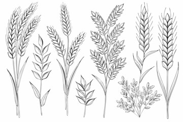 Detailed botanical illustration of various wheat and grain stalks © Smritykona