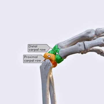 Biomechanics of the hand- flexion and extension