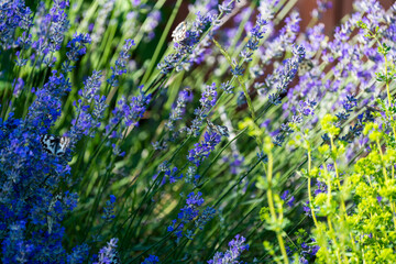 Obraz premium Several butterflies feeding on blooming lavender flowers in a garden during summer.