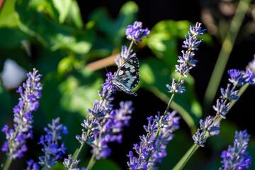 Several butterflies feeding on blooming lavender flowers in a garden during summer.