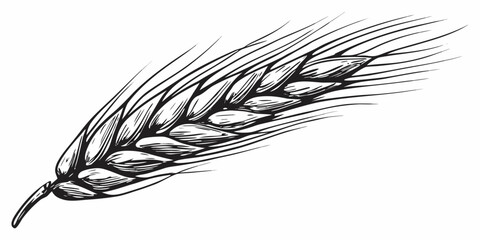 Detailed black and white illustration of a single wheat stalk © Smritykona
