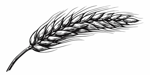 Detailed black and white illustration of a single wheat stalk © Smritykona