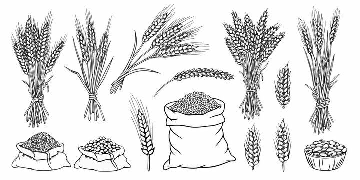 Detailed sketches of wheat sheaves grains and a sack of produce
