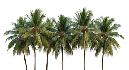 Obraz premium Set of coconut palm trees isolated on white background with alpha transparency