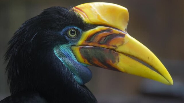 Close-up of a hornbill bird profile, Batam, Riau Islands, 4K Cinematic