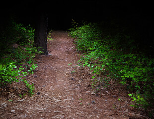 Hiking trail at night that leads to pitch black