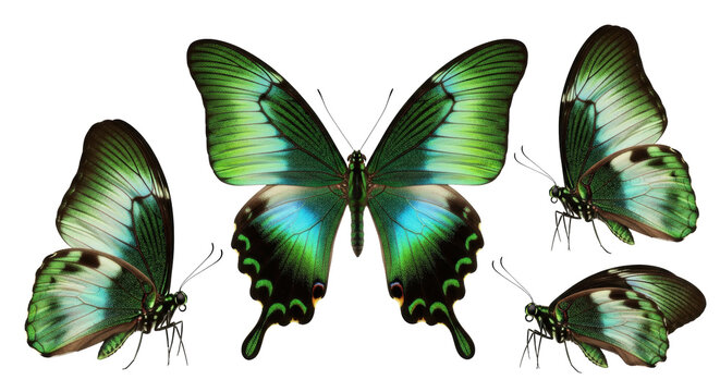 four exotic butterflies with metallic emerald green and velvety black wings, studio macro photography, isolated on a white background, balanced arrangement of sophisticated natural beauty