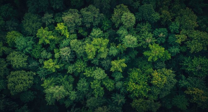 Birds eye capture of rich green natural forest area