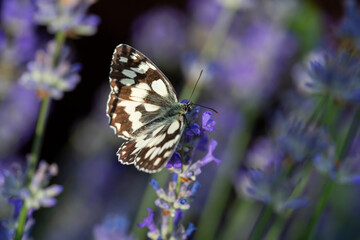 Obraz premium Butterfly resting on blooming lavender flowers in soft natural light with a dark blurred background.