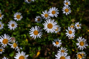 Fototapeta premium Lots of white daisy flowers, with yellow cores on a green background. The flowers grow thickly, creating a bright and colorful appearance.