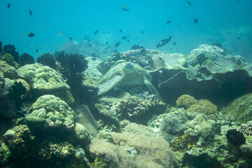 Obraz premium A Large Green Sea Turtle on a Healthy Tropical Reef with Diverse Coral Species