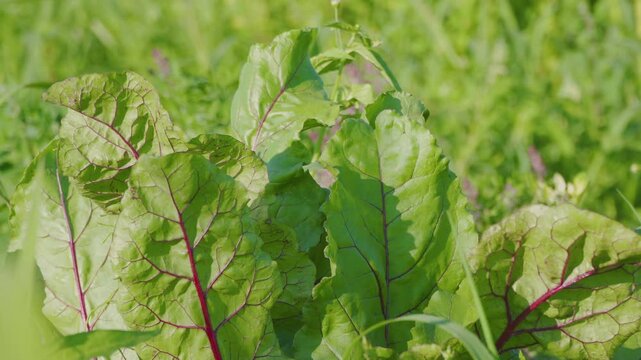 a young beet plant, Healthy young beet plant foliage in the field, agricultural cultivation of root vegetables, sunny day on the farm