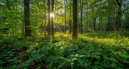 Obraz premium Sun-drenched forest environment with vibrant trees and healthy plants basking in warm light