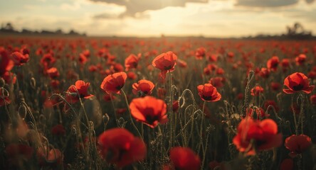 Obraz premium Anzac Day reflections in a vast red poppy covered field