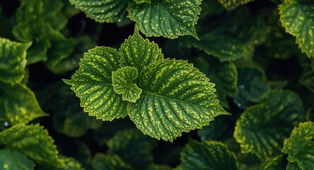 Summer garden inspired abstract wallpaper featuring textured leaves and vibrant green color palette