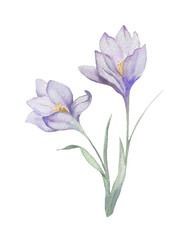 A delicate flower in a watercolor style. A beautiful flower.