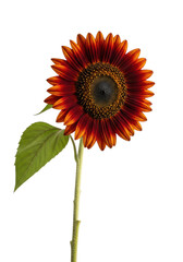 a single red sunflower with velvety crimson petals and a spiral dark brown seed head, captured in hyperrealistic detail against a transparent background, celebrating natural beauty and growth