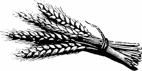 Detailed black and white illustration of a wheat stalk with grains © Shuvra Majumder