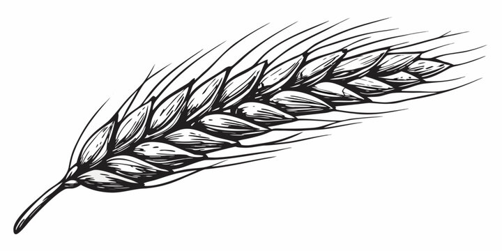 Detailed black and white illustration of a single wheat stalk