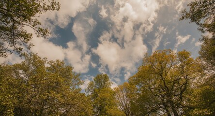 Obraz premium Tranquil nature scene with green trees reaching high under a bright summer sky