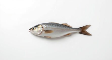 Naklejka premium Natural European Hake fish displayed on clear white background