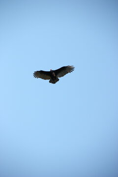 Low angle view of a Turkey vulture (Cathartes aura) in flight against a blue sky, USA