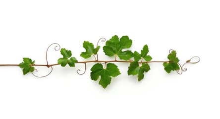 Naklejka premium Single grapevine branch with lush leaves and curling tendrils on a pristine white backdrop