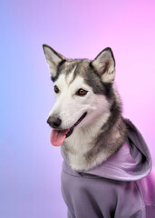 Fototapeta premium A Siberian Husky in a purple hoodie poses gracefully against a gradient pink and blue backdrop. The image highlights the dog's calm and composed demeanor with stylish attire.