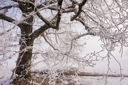 Close-up of a tree covered with hoarfrost in a rural landscape, Zugerberg, Zug, Switzerland