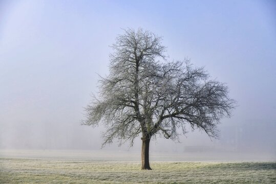 Lone tree covered with hoarfrost in a foggy winter meadow, Mels, St Gallen, Switzerland