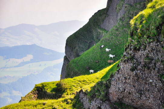 Herd of Goats grazing on the steep slopes of Mt Rigi in the Schwyzer Alps in summer, Central Switzerland, Switzerland