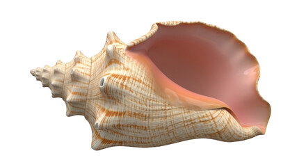Large Conch Seashell with Pink Interior and Natural Texture