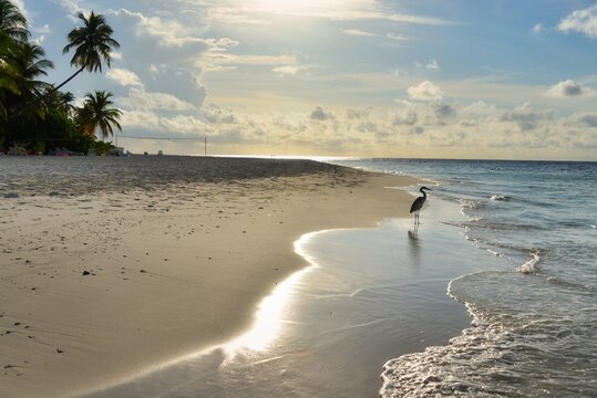 Side view of a heron standing on the shores of the Indian Ocean, Maldives