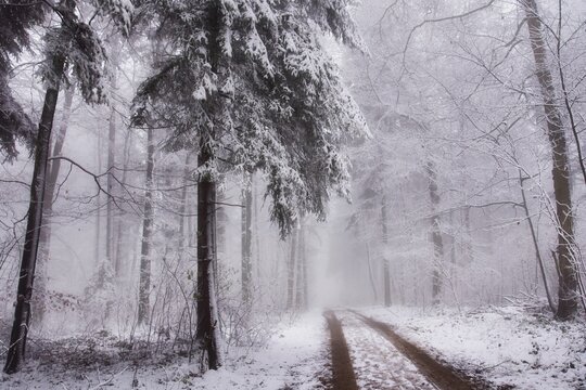 Tyre tracks through a snowy foggy winter landscape, Remetschwill, Aargau, Switzerland