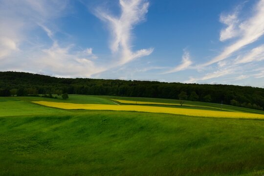 Rapeseed fields in a rural landscape in springtime, Aargau, Switzerland