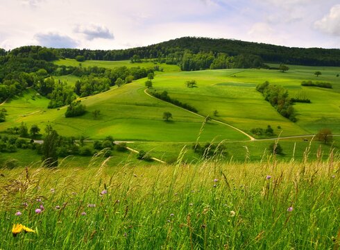 Wildflowers growing in a meadow in a lush green hilly landscape in springtime, Aargau, Switzerland