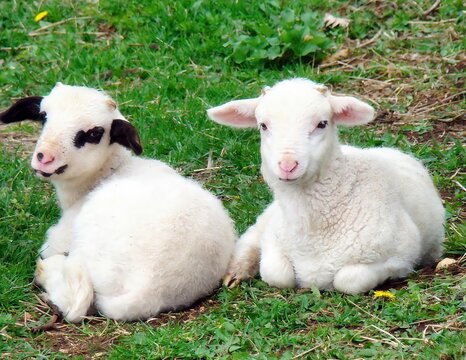 Close-up of two lambs sitting on grass in a village, Golovo, Mt Zlatibor, Serbia