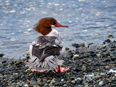 Close-up rear view of a Common Merganser (Mergus merganser) bird standing on a pebble beach looking sideways, British Columbia, Canada
