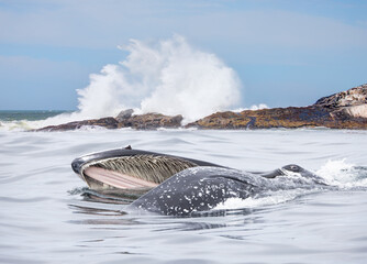 A humpback whale feeds with its mouth open (mouth modifications called baleen) - Knysna,  South Africa. © muratart