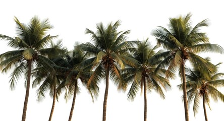Obraz premium Summer grown palm and coconut trees with thick trunks on white isolated backdrop