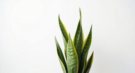 Obraz premium Tall Sansevieria laurentii snake plant with vibrant leaves isolated on a clean white background