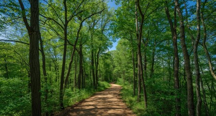 Fototapeta premium Winding dirt path enclosed by towering green trees with blue sky