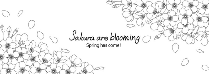 白地に繊細な線で描いた桜の花のフレームイラスト