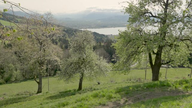 Fr&uuml;hling am Bodensee, alte bl&uuml;hende Birnb&auml;ume auf Streuobstwiese in Eichenberg, oberhalb Bregenz. Blick auf die Bregenzer Bucht das Rheintal und die Appenzeller Berge
