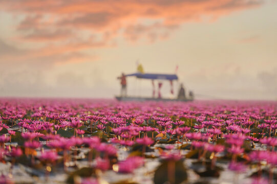 Distant view of a boat sailing on the Red Lotus Sea (Talay Bua Daeng), Udon Thani, Northeast Thailand, Thailand